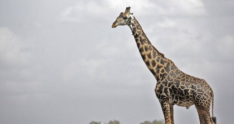 Safari de six jours au Kenya et en Tanzanie - Jeep Safaris and Tours 7