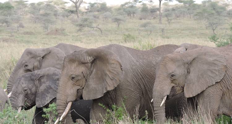 Safari en camping en Tanzanie au Serengeti et au Ngorongoro - 4 jours/3 nuits - Perfect Wilderness Tours And Safaris 3