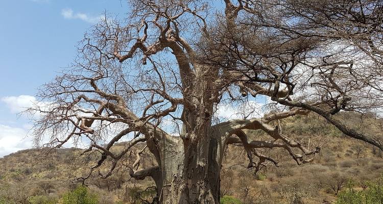 Safari en camping en Tanzanie au Serengeti et au Ngorongoro - 4 jours/3 nuits - Perfect Wilderness Tours And Safaris 10