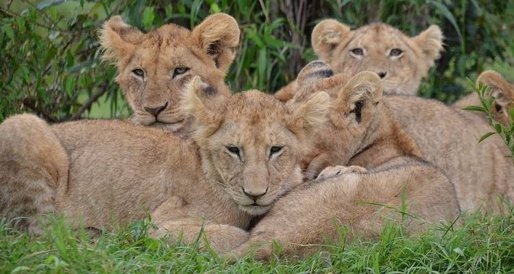 Safari économique de huit jours au Kenya et en Tanzanie - aller- retour - Jeep Safaris and Tours 1