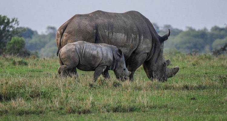 Safari économique de huit jours au Kenya et en Tanzanie - aller- retour - Jeep Safaris and Tours 3