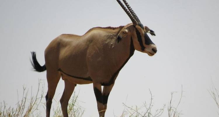 Safari économique de huit jours au Kenya et en Tanzanie - aller- retour - Jeep Safaris and Tours 4