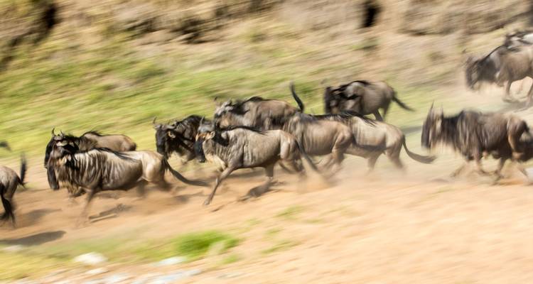 Group Joining Serengeti Migration Safari - Katikati Tours and Safaris 10