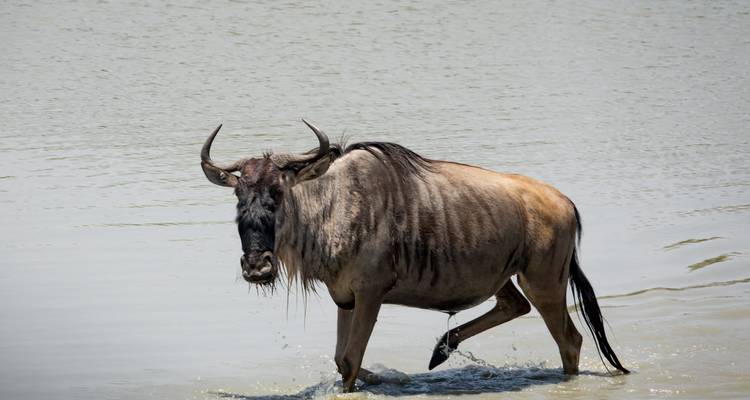 Group Joining Serengeti Migration Safari - Katikati Tours and Safaris 9