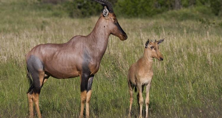 Group Joining Serengeti Migration Safari - Katikati Tours and Safaris 6