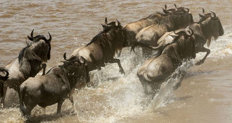 Group Joining Serengeti Migration Safari - Katikati Tours and Safaris 3