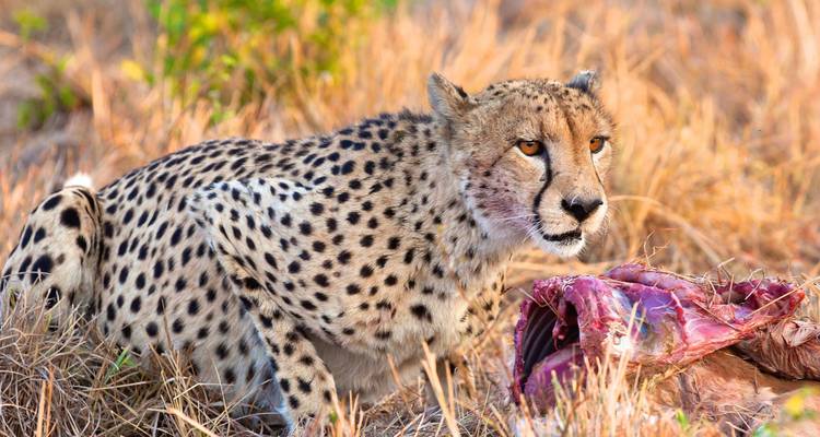 Group Joining Serengeti Migration Safari - Katikati Tours and Safaris 2