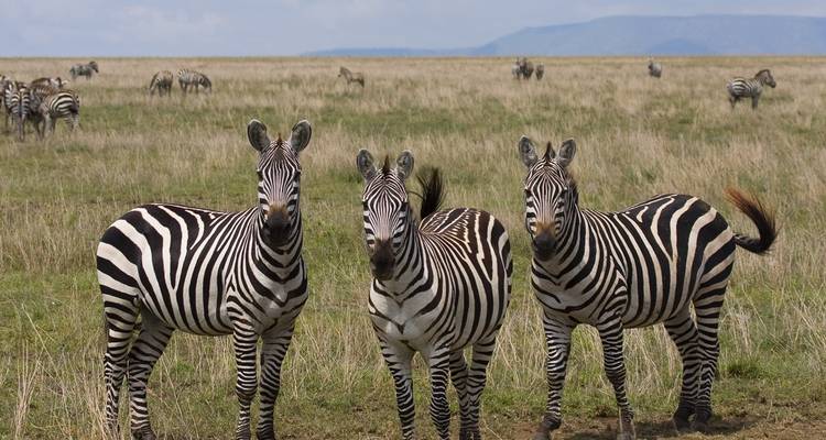 Group Joining Serengeti Migration Safari - Katikati Tours and Safaris 8