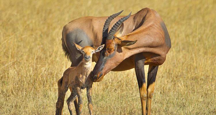 Lets Go Serengeti Safari - Katikati Tours and Safaris 3
