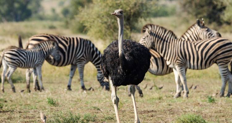 Lets Go Serengeti Safari - Katikati Tours and Safaris 4