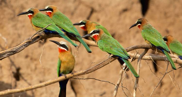 Lets Go Serengeti Safari - Katikati Tours and Safaris 8