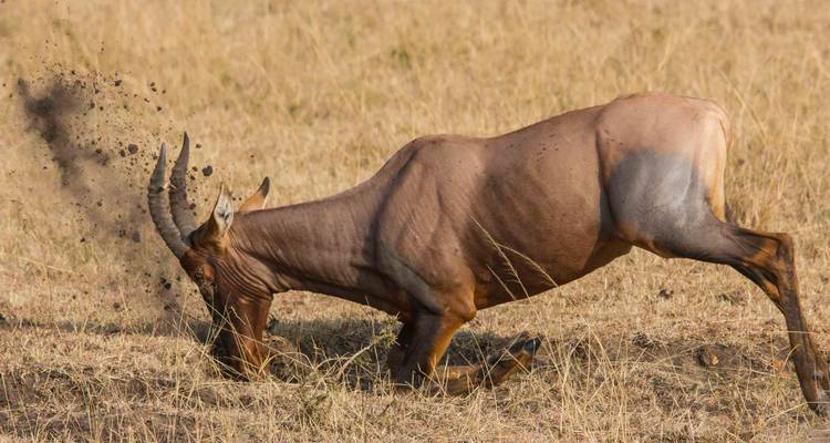 Lets Go Serengeti Safari - Katikati Tours and Safaris 2