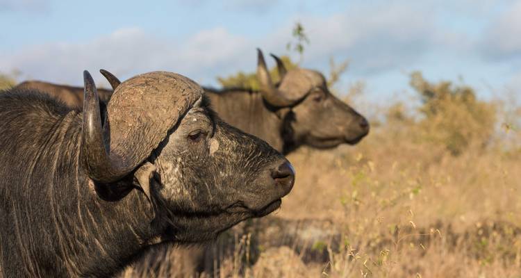 Lets Go Serengeti Safari - Katikati Tours and Safaris 6