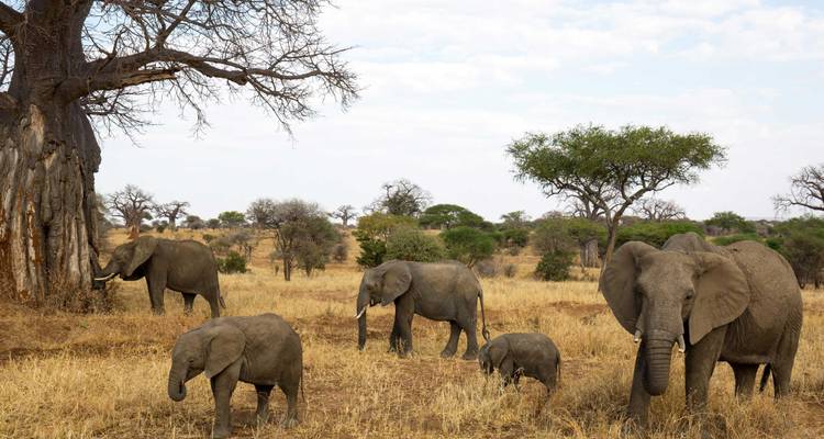 Lets Go Serengeti Safari - Katikati Tours and Safaris 10