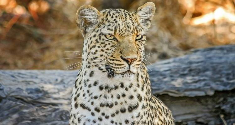 Two Day Safari to Kenya Amboseli National Park - Jeep Safaris and Tours 8