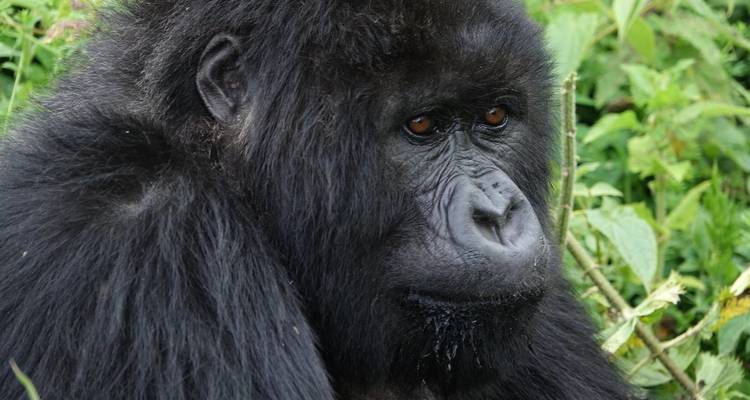 4 jours de safari en voiture et d'aventure avec les gorilles. - Kawira Safaris Ltd 3