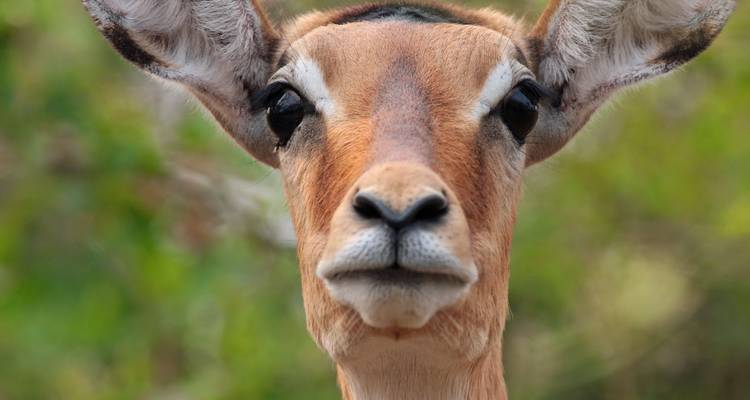 4 jours de safari en voiture et d'aventure avec les gorilles. - Kawira Safaris Ltd 4
