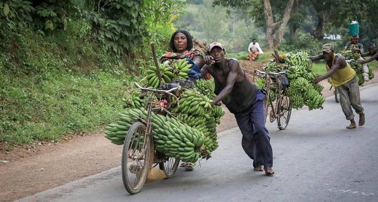 4 jours de safari en voiture et d'aventure avec les gorilles. - Kawira Safaris Ltd 10