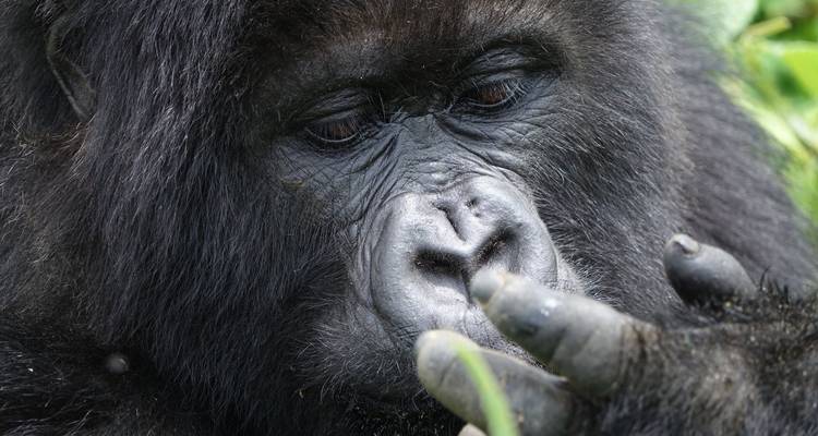 4 jours de safari en voiture et d'aventure avec les gorilles. - Kawira Safaris Ltd 2