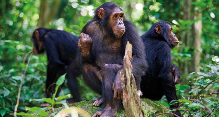 4 jours de safari en voiture et d'aventure avec les gorilles. - Kawira Safaris Ltd 1
