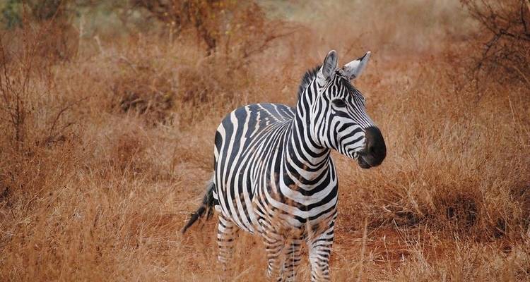 Safari de 4 días por Amboseli / Tsavo oeste y Tsavo este - Jeep Safaris and Tours 4