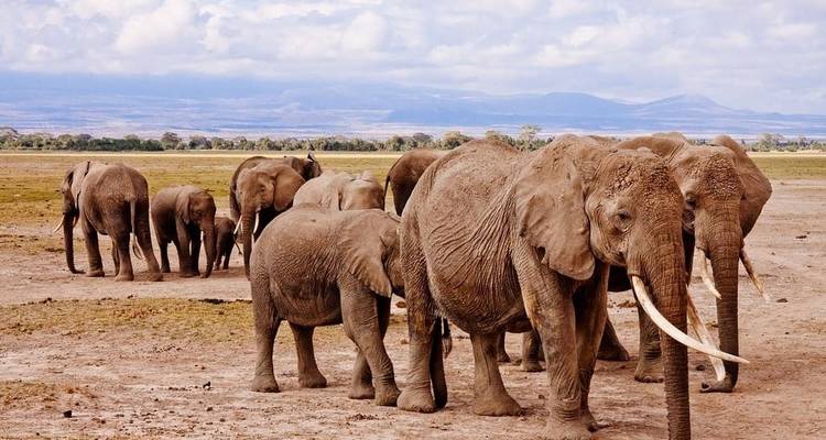 Safari de 4 días por Amboseli / Tsavo oeste y Tsavo este - Jeep Safaris and Tours 1