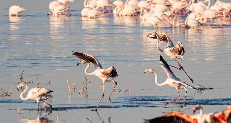 7 Days Kenya Luxury Adventure Safari - Jeep Safaris and Tours 6
