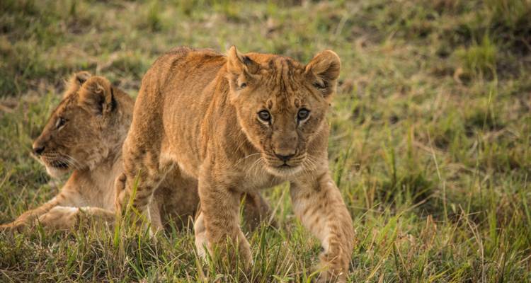 Safari de 4 días por Tanzania - Exodus African Safari 1