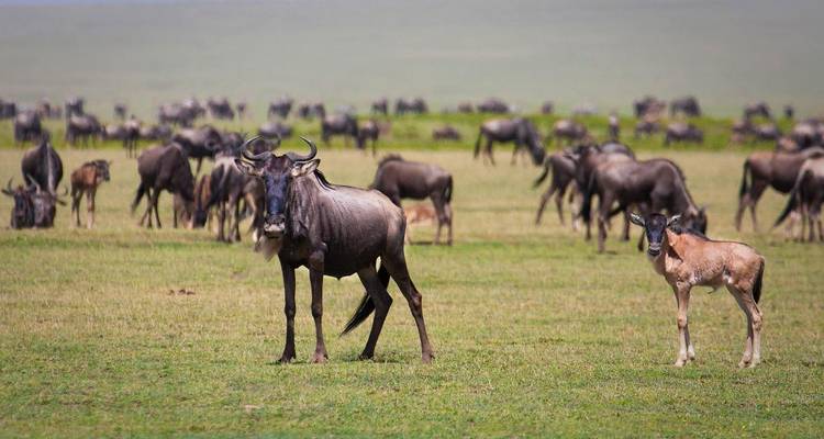 Safari de 4 días por Tanzania - Exodus African Safari 4