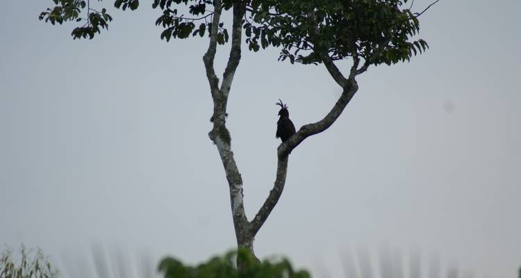 5 Days Rwenzoris Hiking Uganda - Enchanted Uganda Safaris Ltd  7