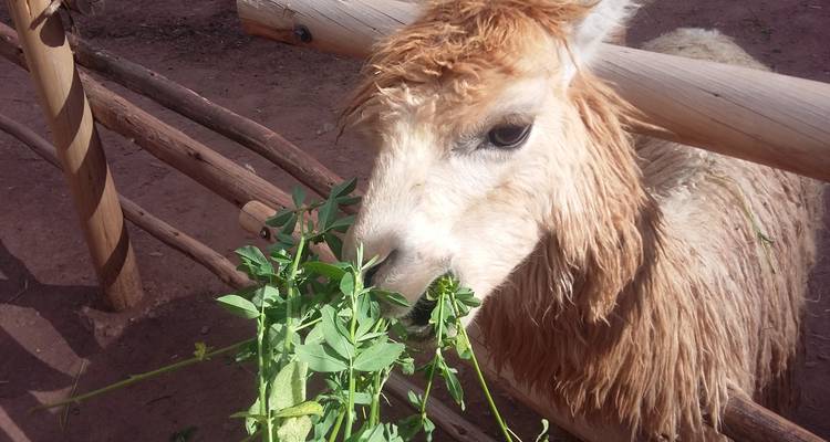 Private Full-Day Sacred Valley & Alpaca Farm Tour - PVTravels 8