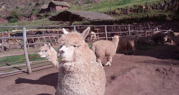 Private Full-Day Sacred Valley & Alpaca Farm Tour - PVTravels 9
