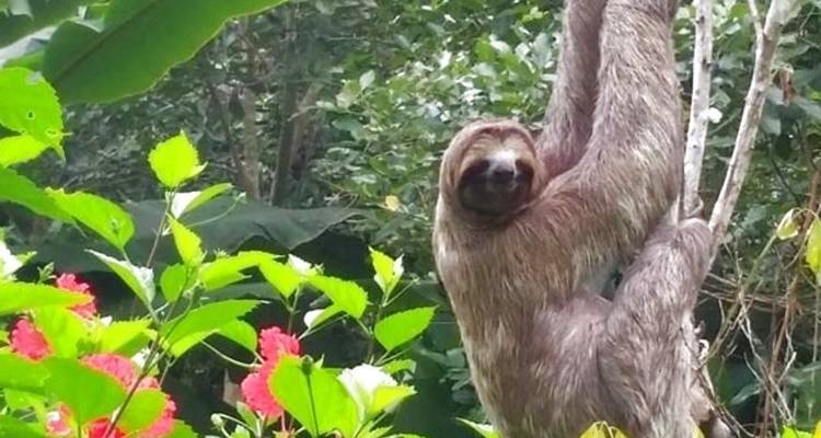 4 días Iquitos selva amazónica y Avistamiento delfines Rosados - PVTravels 3