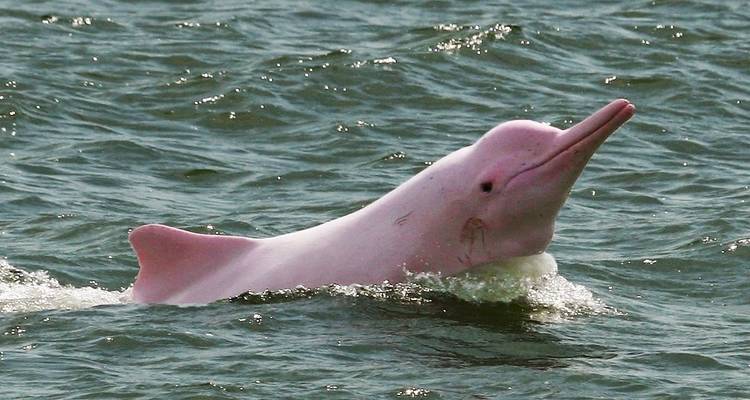 4 días Iquitos selva amazónica y Avistamiento delfines Rosados - PVTravels 4