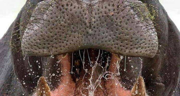 4 Days Mid Range Northern Safari Circuit - Gilmag Safaris  3