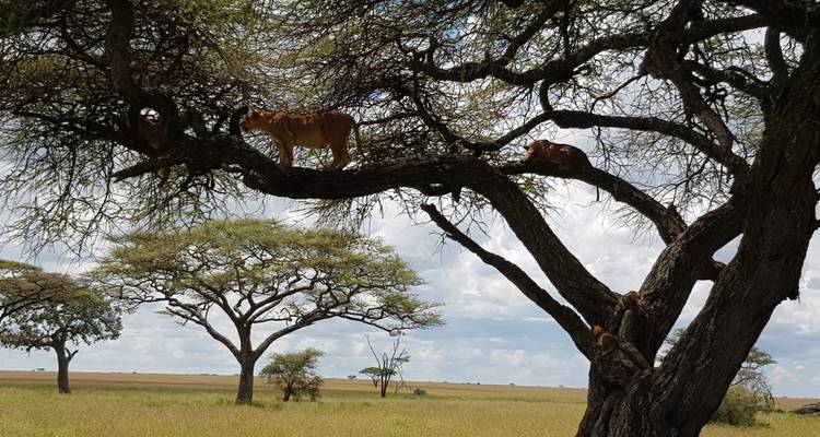 4 Days Mid Range Northern Safari Circuit - Gilmag Safaris  2