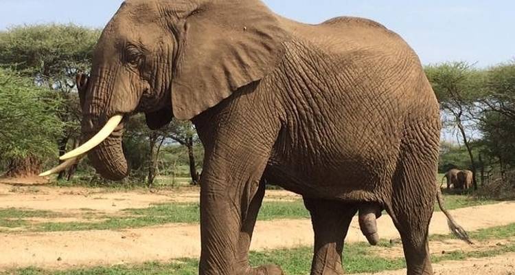 4 Days Mid Range Northern Safari Circuit - Gilmag Safaris  4