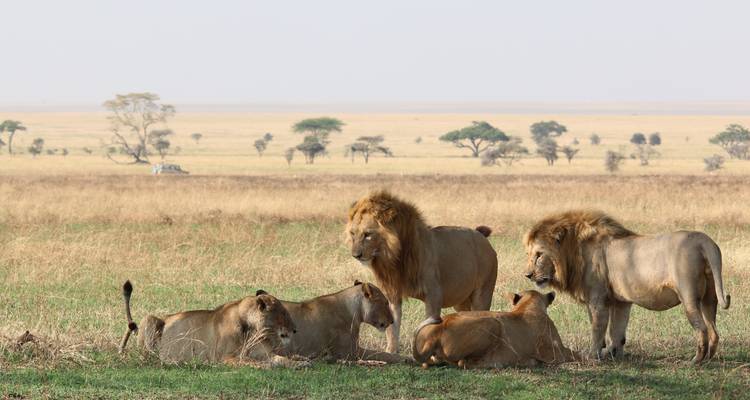 3 Days Tanzania Budget Camping Safari - Exodus African Safari 3