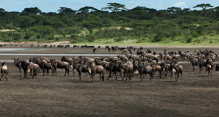 5 jours de safari en camping en Tanzanie - Exodus African Safari 2