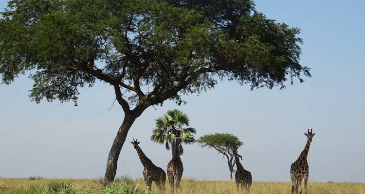 11 jours Ouganda plus Gorilles - Enchanted Uganda Safaris Ltd  2