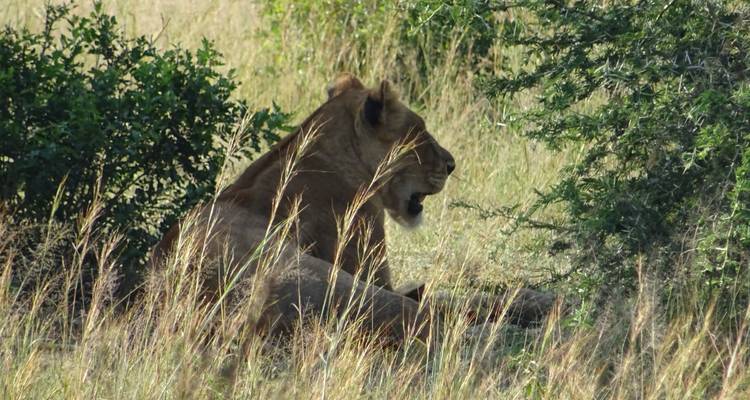 11 jours Ouganda plus Gorilles - Enchanted Uganda Safaris Ltd  4