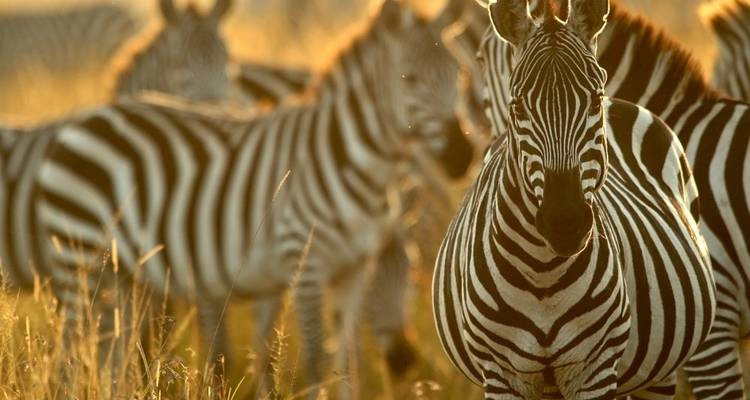Parc national de Kruger, route panoramique et visite de l'Eswatini - Amatungulu Tour 7