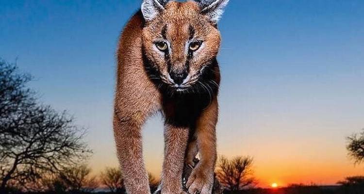 Parc national de Kruger, route panoramique et visite de l'Eswatini - Amatungulu Tour 1