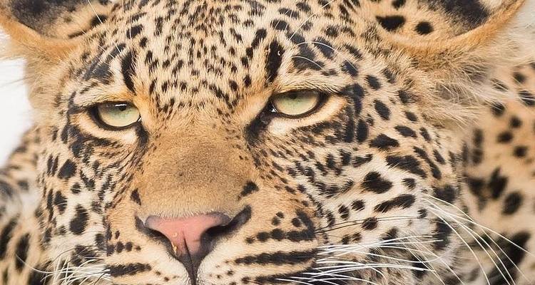 Parc national de Kruger, route panoramique et visite de l'Eswatini - Amatungulu Tour 3