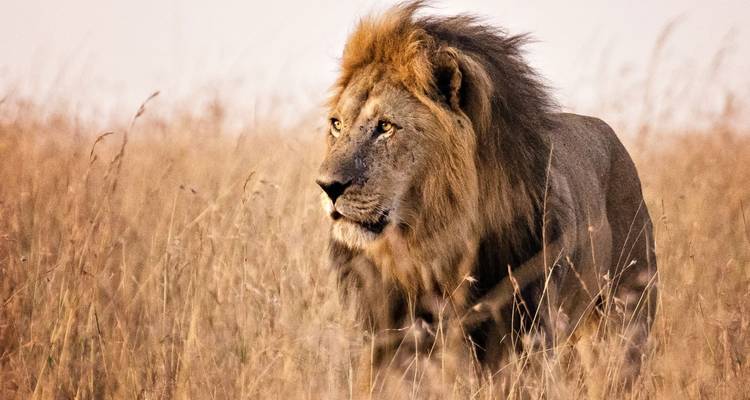 Safari de 3 días por Kenia Masai Mara de media distancia - CKC Tours & Travel 1