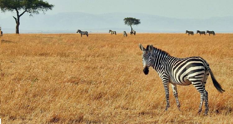 7 Days Kenya mid range Joining Safari - CKC Tours & Travel 3