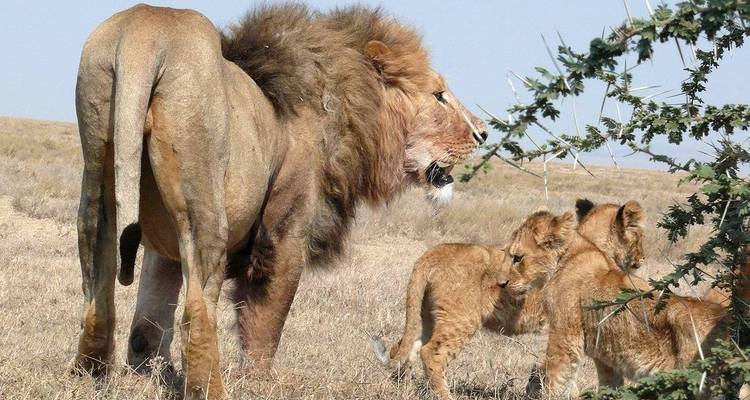 7 Days Kenya mid range Joining Safari - CKC Tours & Travel 6