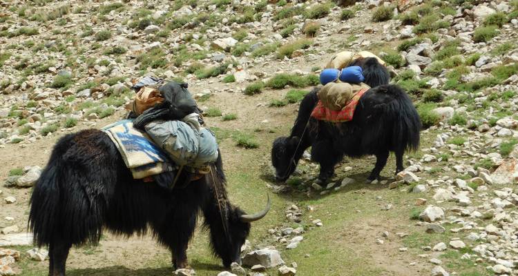 15 jours de safari à dos de yak au col de Shimshal - Rock Valley Tours Pvt Ltd 8