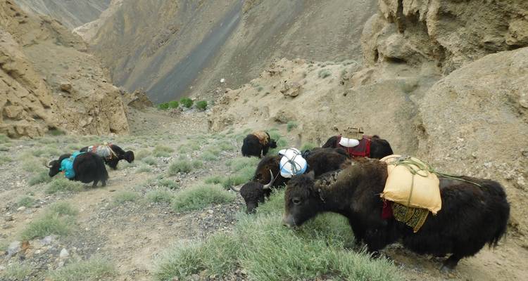 15 jours de safari à dos de yak au col de Shimshal - Rock Valley Tours Pvt Ltd 3