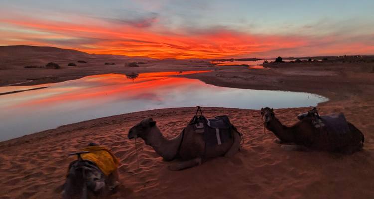 Kamele, die während eines lebendigen Sonnenuntergangs neben einem reflektierenden Gewässer ruhen.